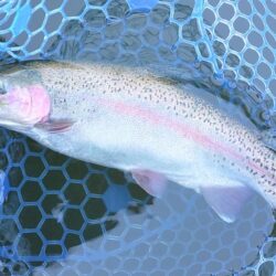 初釣り ～岡崎トラウトポンド～